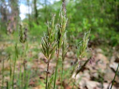 20140418Anthoxanthum_odoratum8