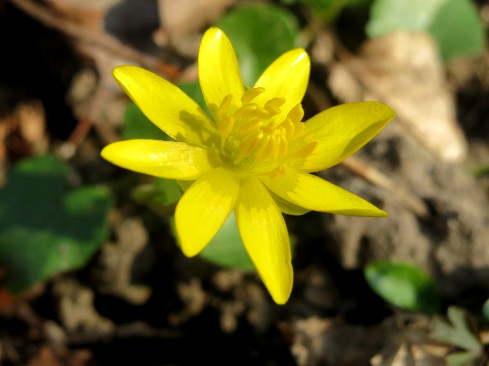 20140316Ficaria_verna1