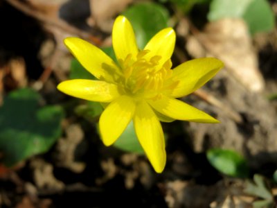 20140316Ficaria_verna1