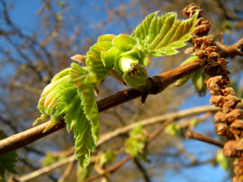 20140311Corylus_colurna3