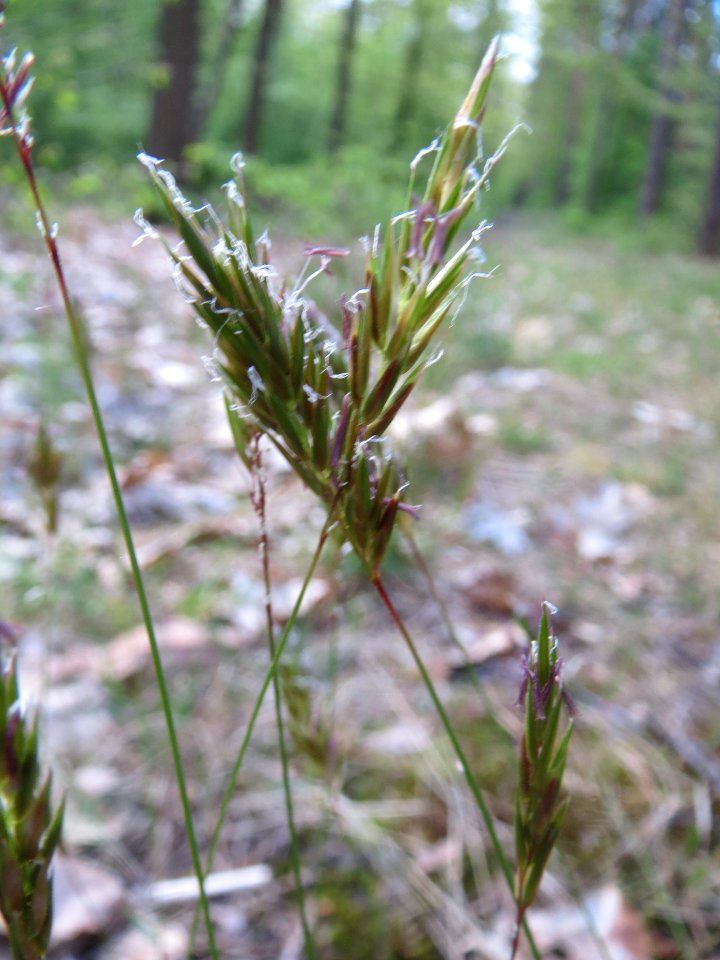 20140418Anthoxanthum_odoratum5