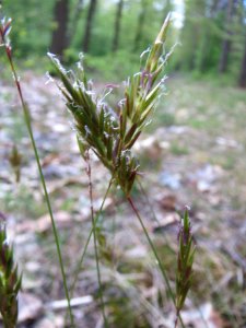 20140418Anthoxanthum_odoratum5