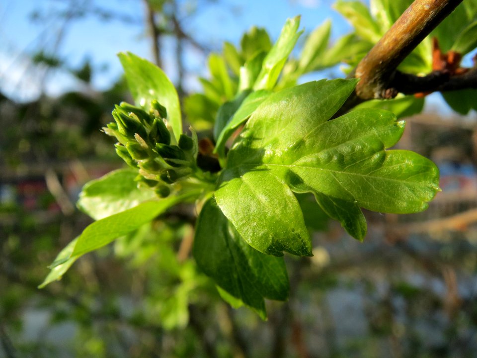 20140311Crataegus_monogyna