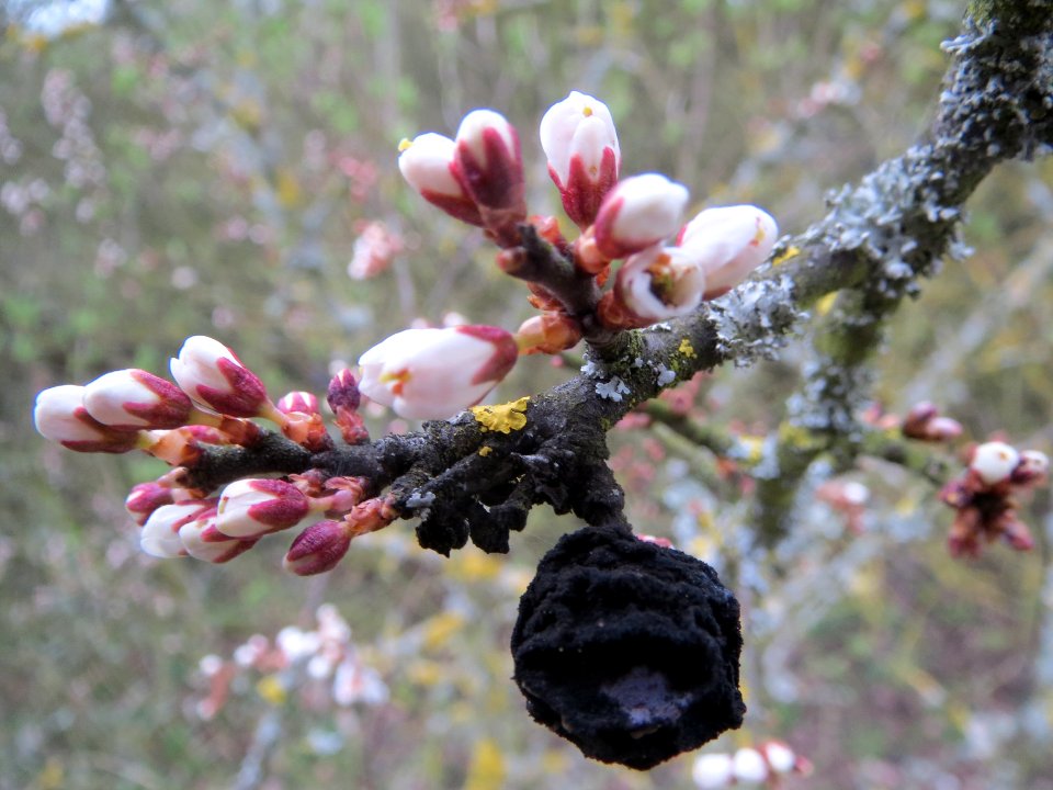 20140315Prunus_spinosa1