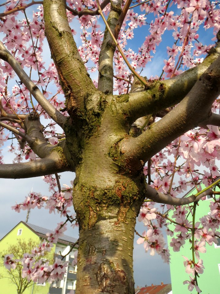 20140316Mandelbluete_Bruehl17