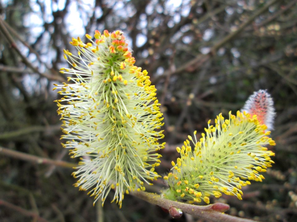 20140315Salix_caprea
