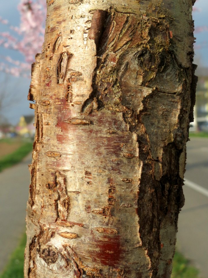 20140316Mandelbluete_Bruehl18