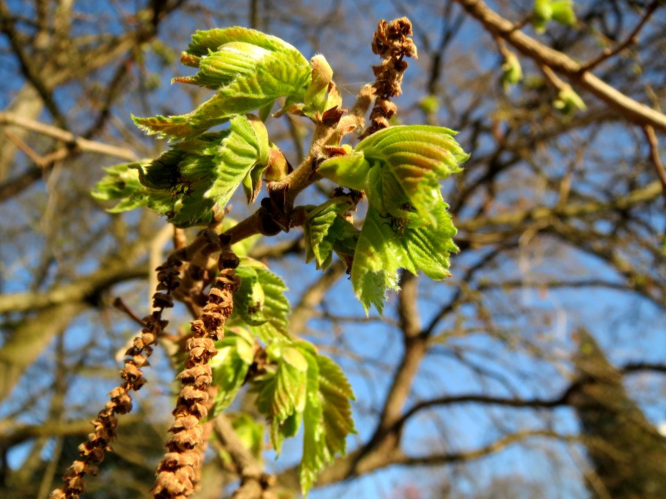 20140311Corylus_colurna2