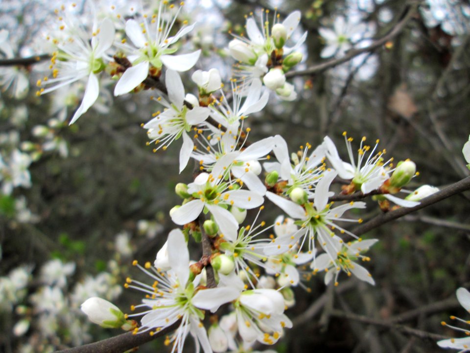 20140315Prunus_spinosa