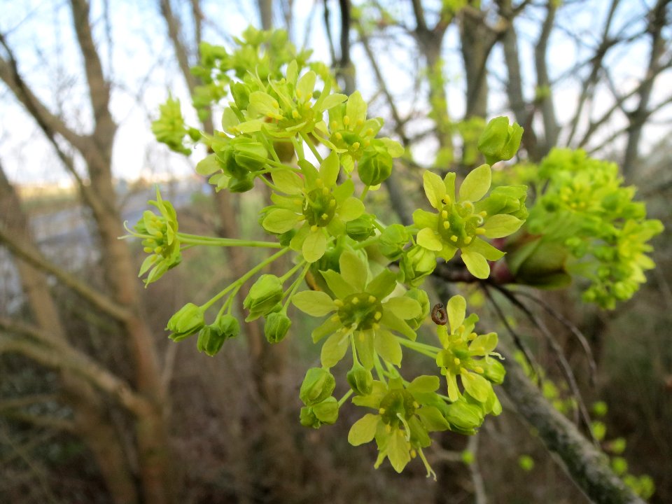 20140317Acer_platanoides4
