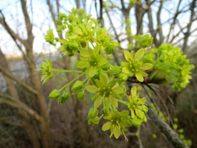 20140317Acer_platanoides4