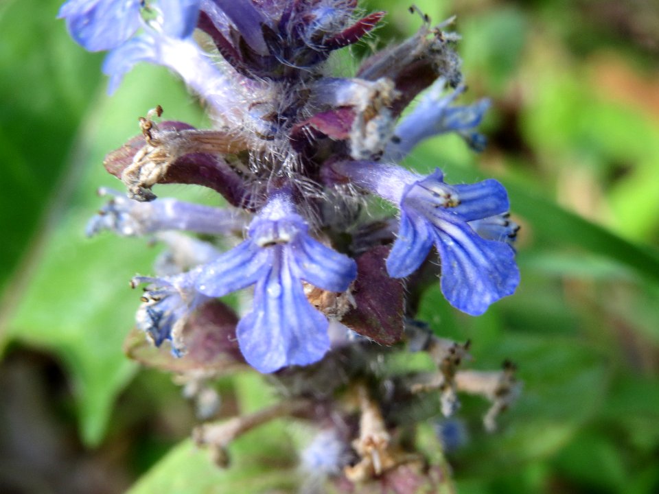 20140418Ajuga_genevensis3