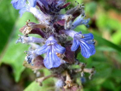 20140418Ajuga_genevensis3
