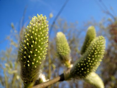 20140311Salix_cinerea3