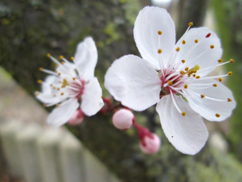 20140315Prunus_cerasifera_Hockenheim2