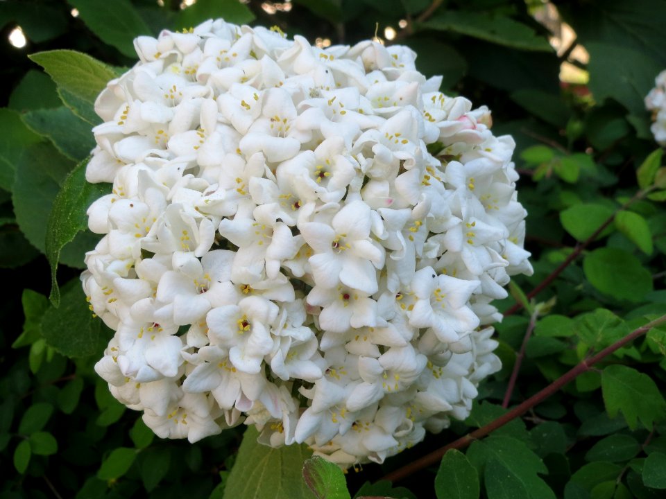 20140417Viburnum_lantana2