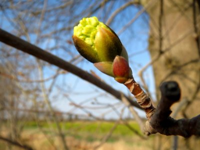 20140317Acer_platanoides3