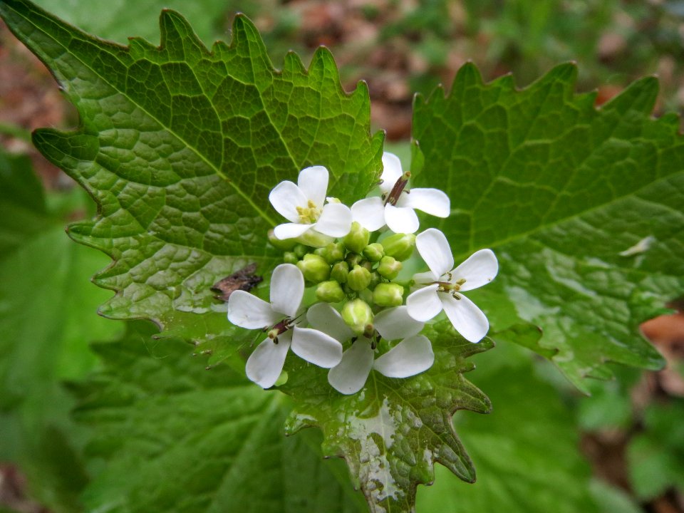 20140418Alliaria_petiolata