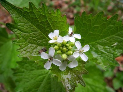20140418Alliaria_petiolata