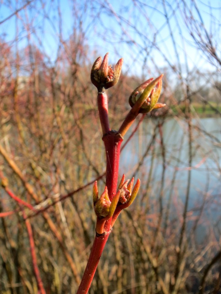 20140311Cornus_sanguinea2