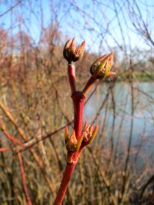 20140311Cornus_sanguinea2
