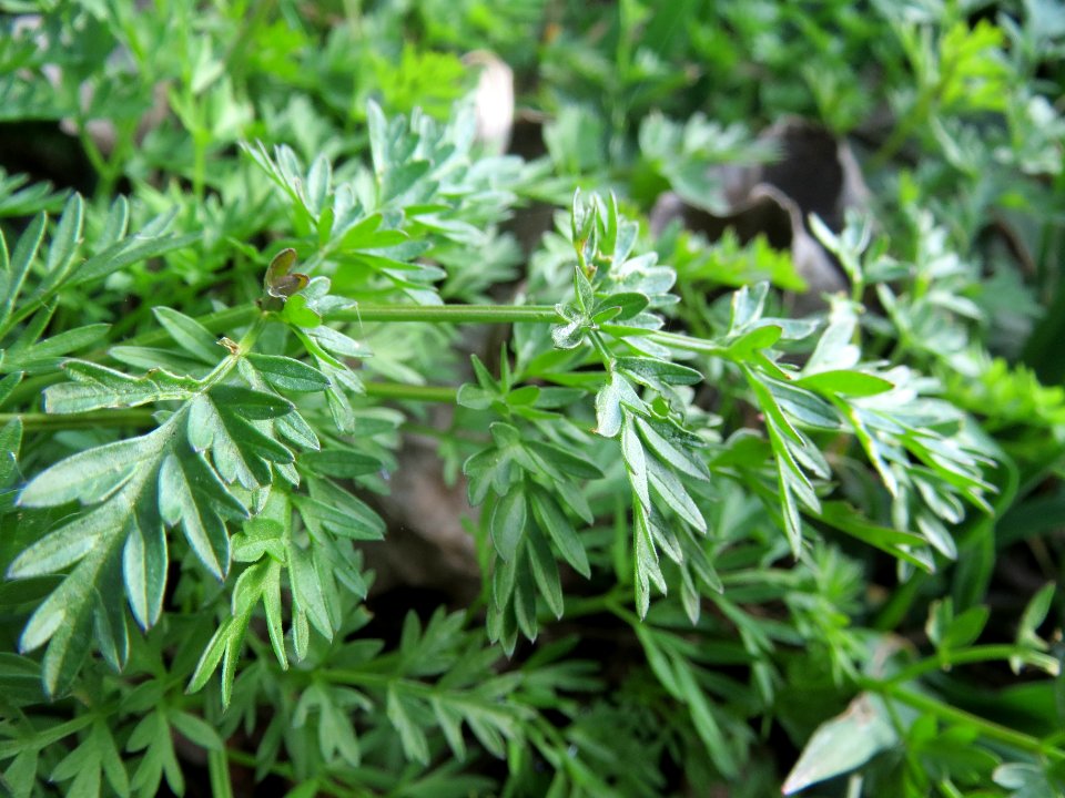 20140317Anthriscus_sylvestris2