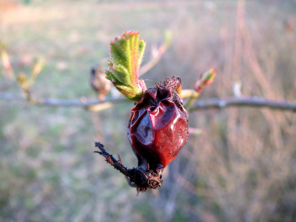 20140316Rosa_rubiginosa4