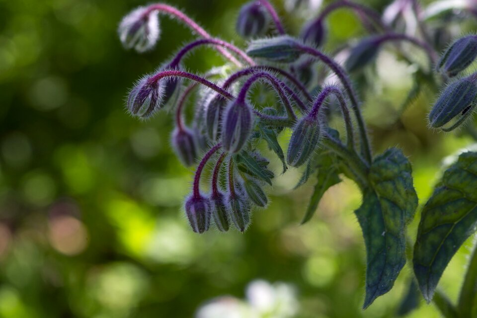 Spice herb medicinal plant
