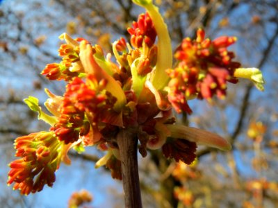 20140311Acer_negundo06