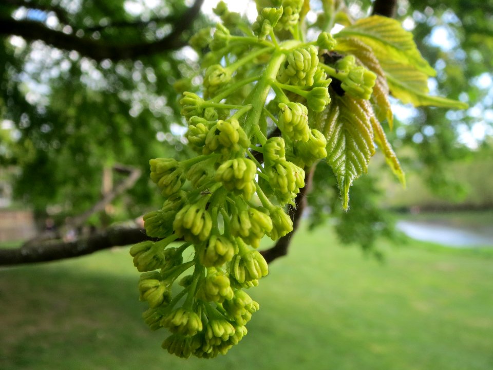 20140414Acer_pseudoplatanus