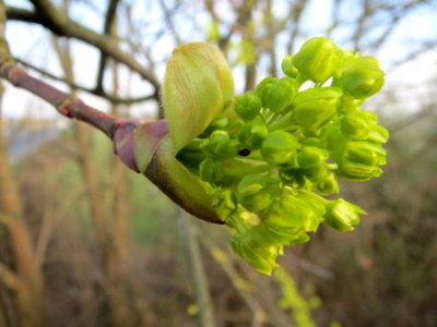 20140317Acer_platanoides7