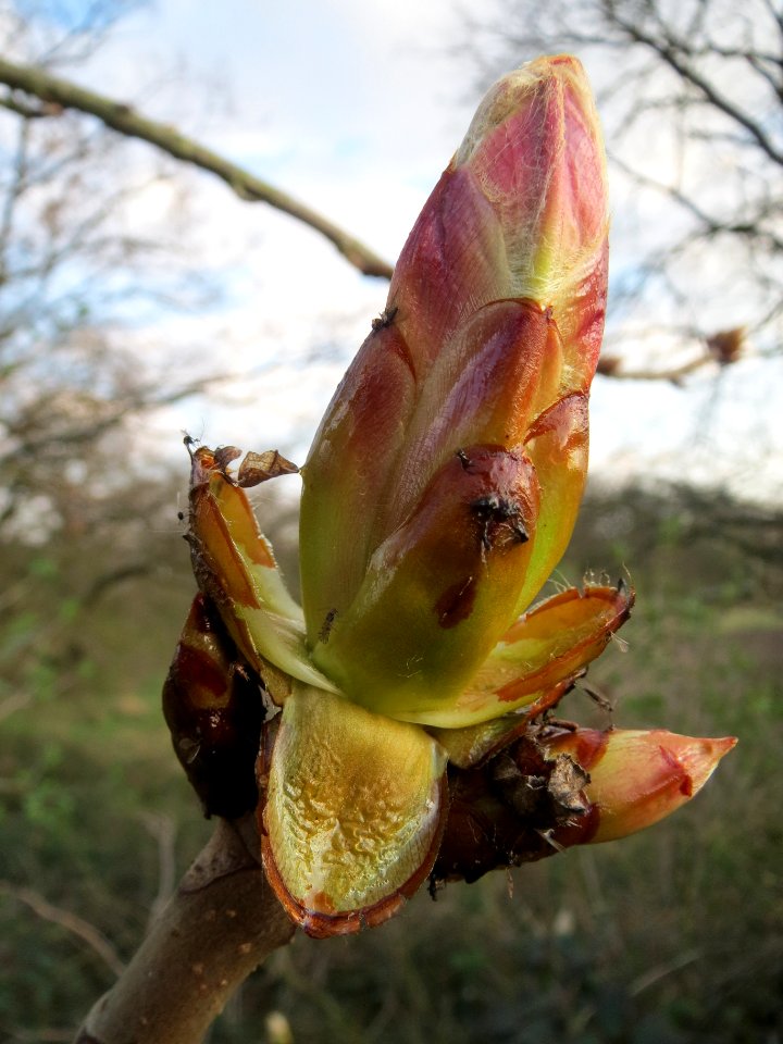 20140317Aesculus_hippocastanum