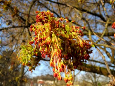 20140311Acer_negundo02