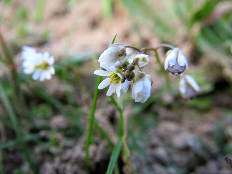 20140304Draba_verna