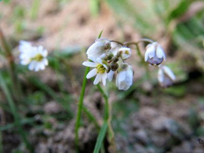 20140304Draba_verna