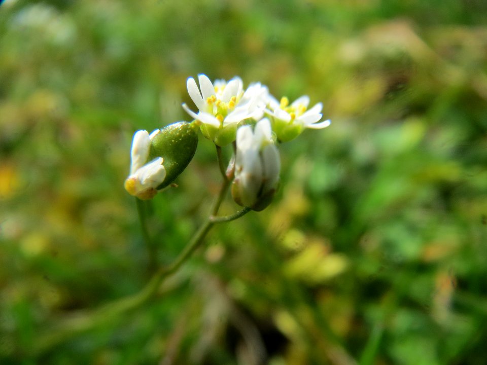 20140317Draba_verna1
