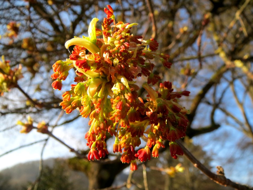 20140311Acer_negundo05