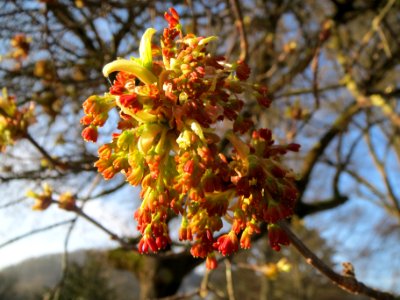 20140311Acer_negundo05