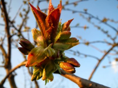 20140316Kirsche_Ketsch3