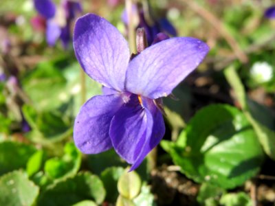 20140228Viola_odorata1