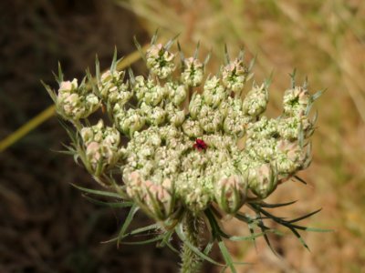 20140625Daucus_carota