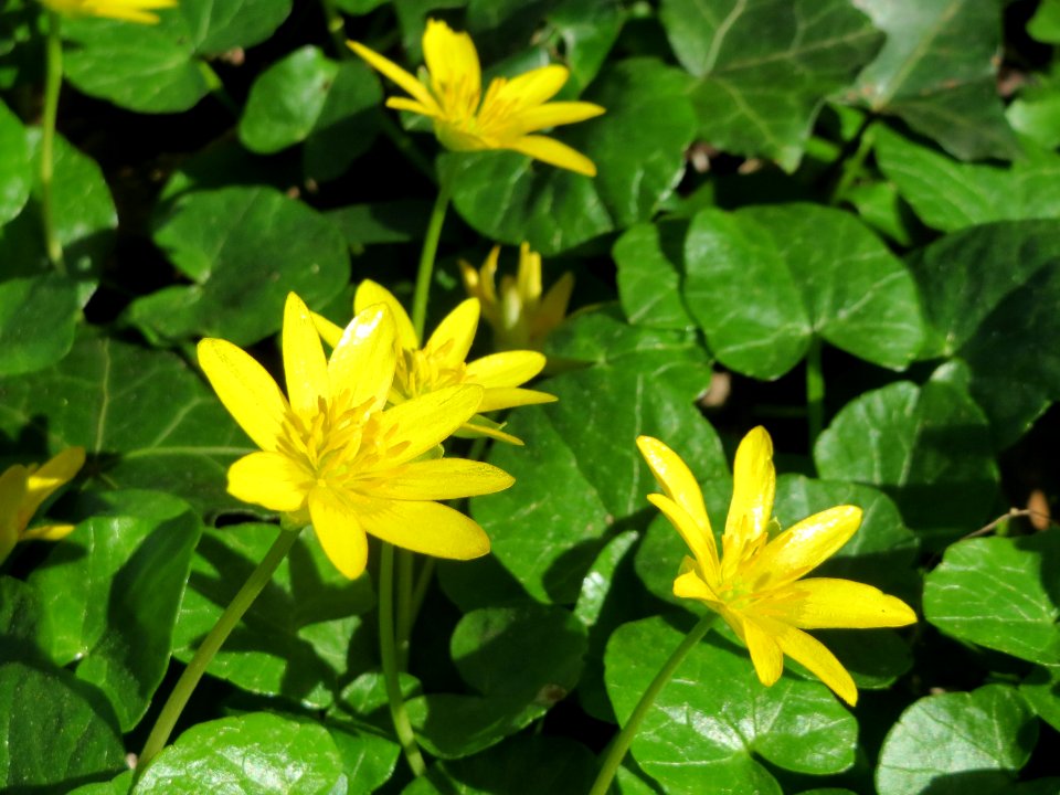 20140414Ficaria_verna2