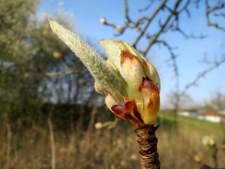 20140317Birne_Hockenheim1