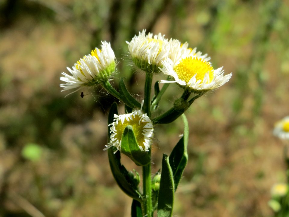 20140625Erigeron_annuus1