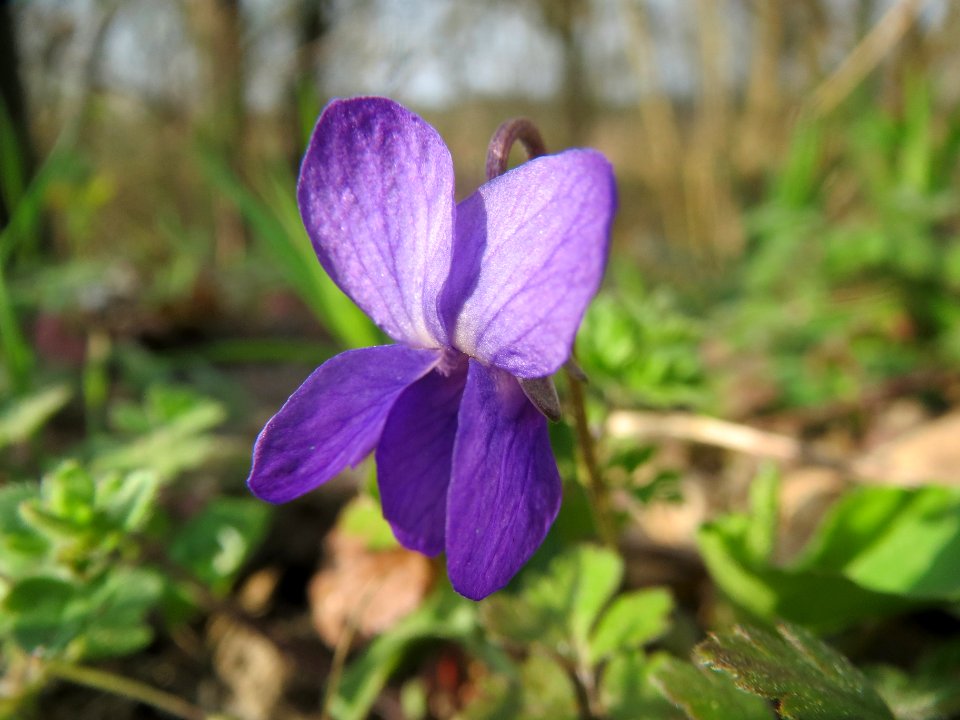 20140316Viola_odorata5
