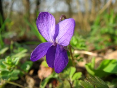 20140316Viola_odorata5