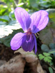 20140316Viola_odorata3
