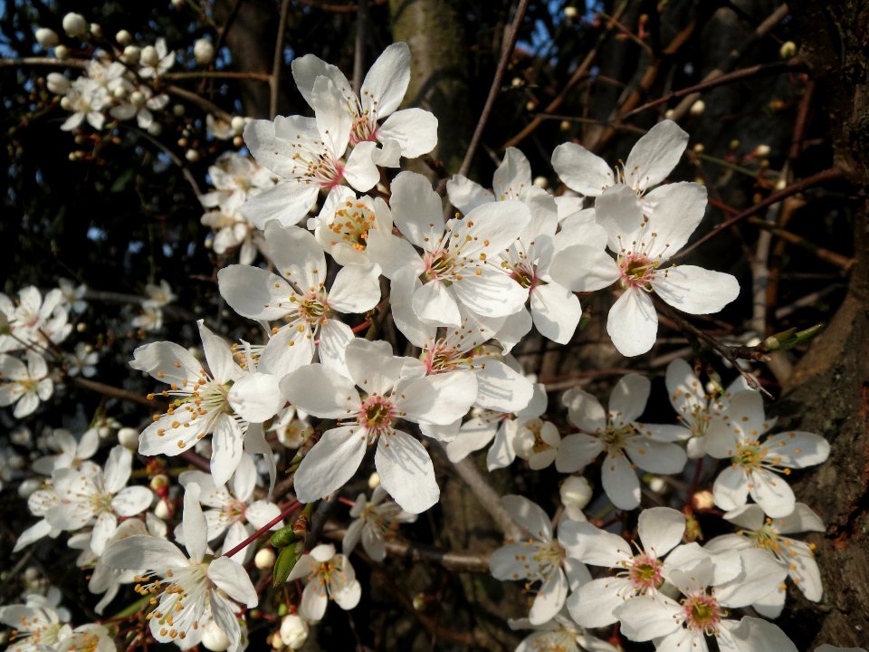20140306Schlehe_Hockenheim