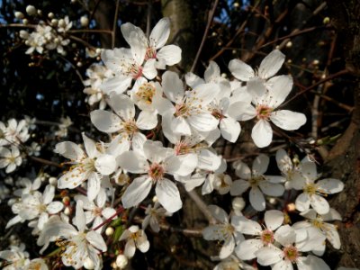 20140306Schlehe_Hockenheim