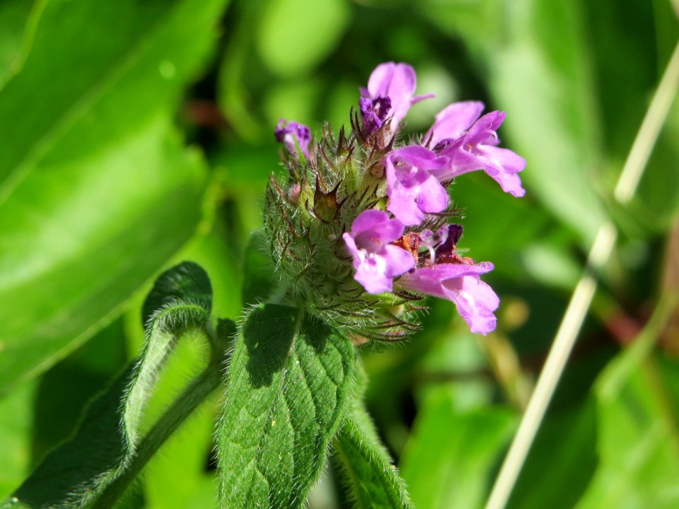 20140625Clinopodium_vulgare1
